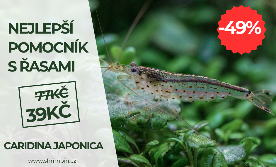 krevetka týždňa 2