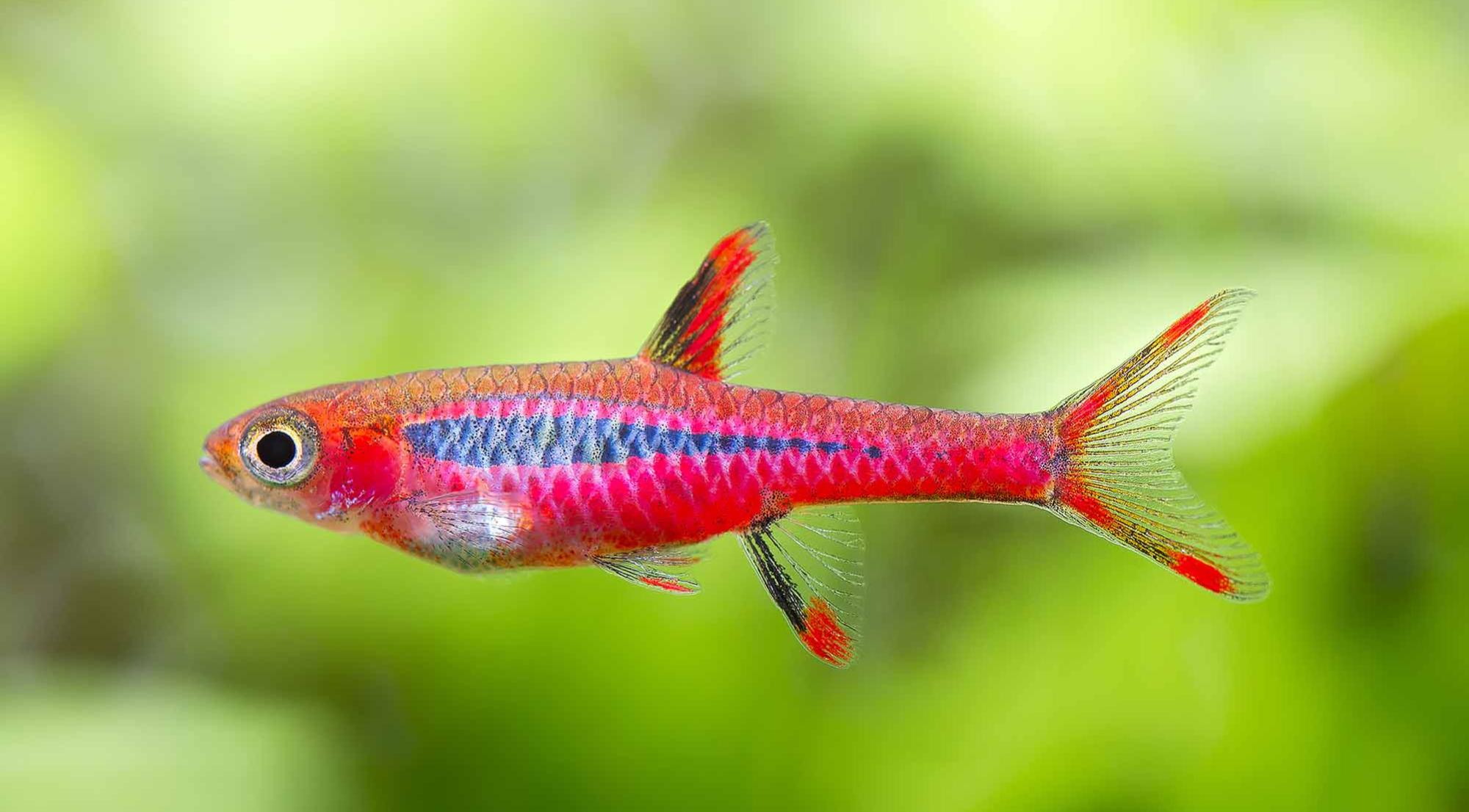 Garnelio-Zierfisch-mosquitorasbora-boraras-brigittae