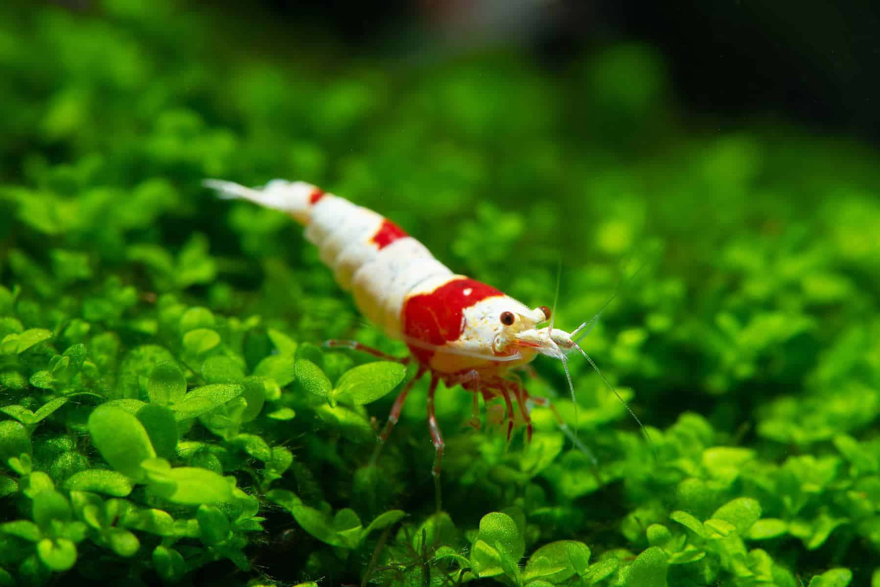 Crystal-Red-Shrimp