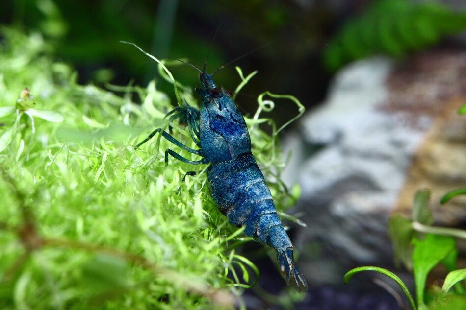 caridina-blue-bolt-3