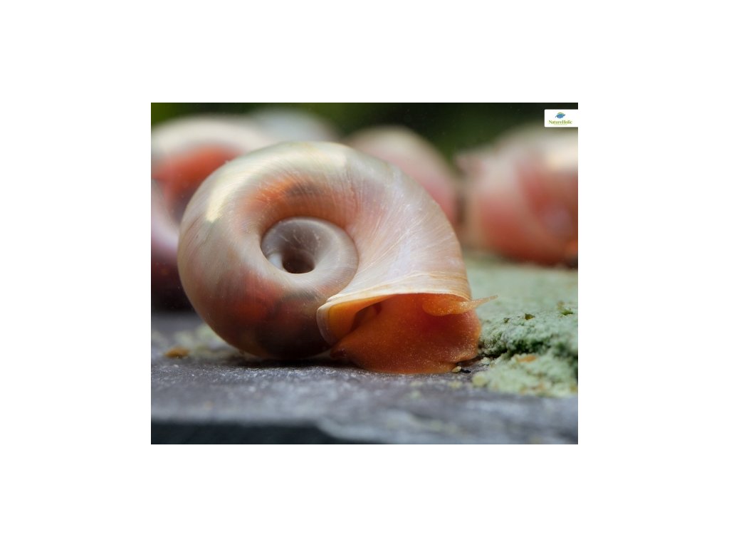 NatureHolic - Snail Feed Power Paste - 30g