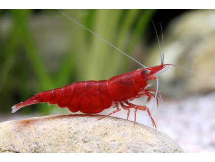 Neocaridina davidi Sakura