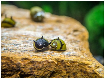 4107 1 zebra thorn snail 2 1024x1024