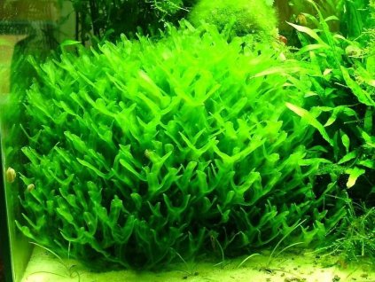 Pelia moss - Monosolenium tenerum