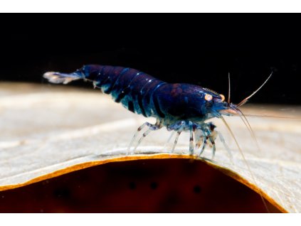 Deep blue tiger