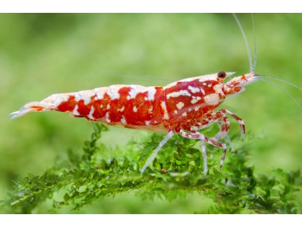 Pinto Red var. Galaxy