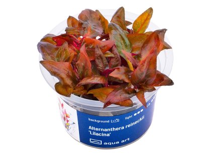 Alternanthera reineckii 'Lilacina'