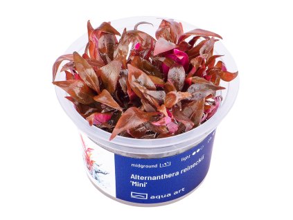 Alternanthera reineckii 'Mini'