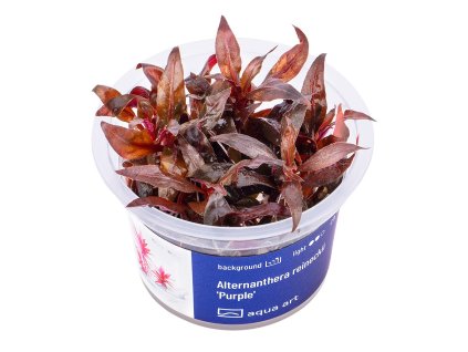 Alternanthera reineckii Purple