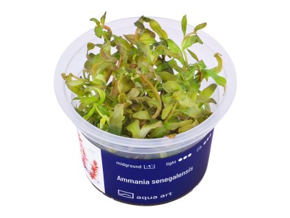 Ammania senegalensis