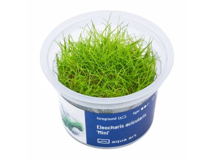 Eleocharis acicularis Mini