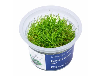 Eleocharis parvula 'Mini'