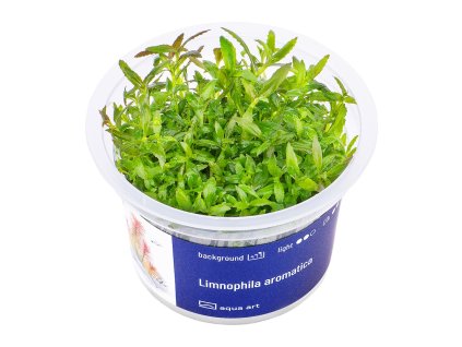 Limnophila aromatica