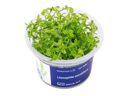 Limnophila sessiliflora