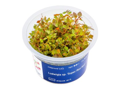 Ludwigia sp. 'Super Mini Red'