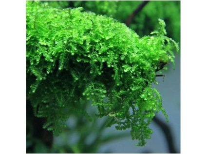 Weeping moss