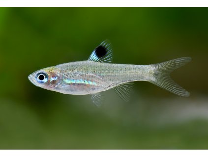 Razbora okoskvrnná - Brevibora dorsiocellata