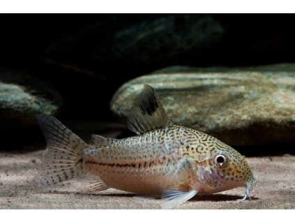 corydoras julii