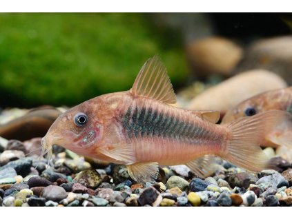 Corydoras cf. aeneus South Brazil