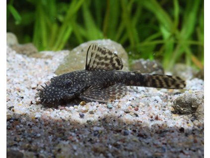 ancistrus