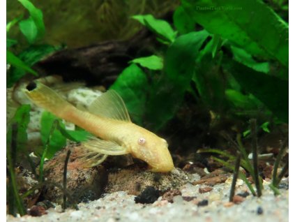 ancistrus albin 2