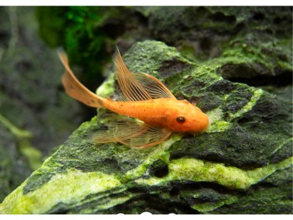 ancistrus super red long fin