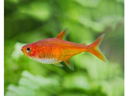 Tetra ohniva