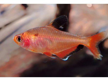 Tetra krvava