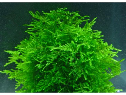 Peacock Moss 1 d3edc140 1dd5 4ab3 b5c3 6bdb64b878a5 ezgif.com webp to png converter