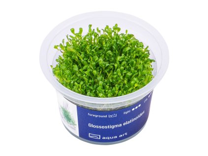 Glossostigma elatinoides