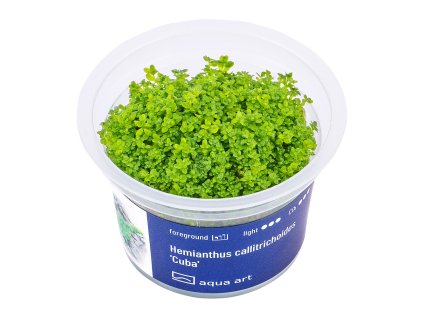 Hemianthus callitrichoides