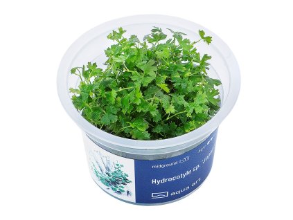 Hydrocotyle sp. Japan