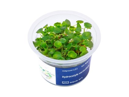 Hydrocotyle verticillata