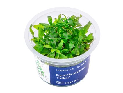 Hygrophila corymbosa 'Thailand'