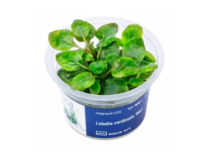 Lobelia cardinalis 'Mini'