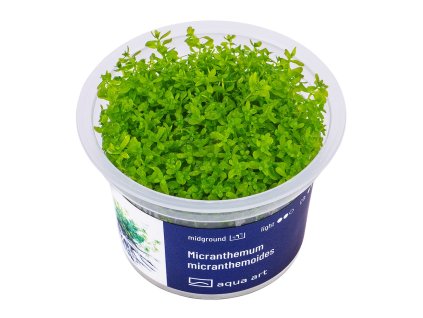 Micranthemum micranthemoides