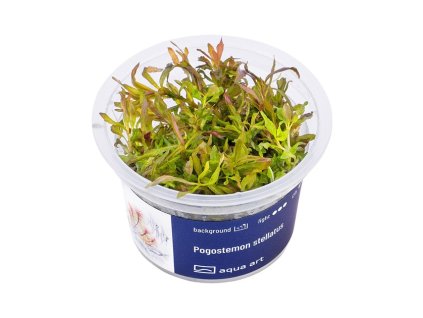 Pogostemon stellatus