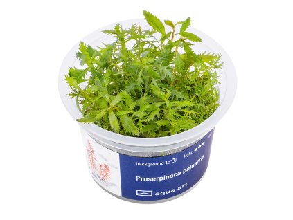 Proserpinaca palustris