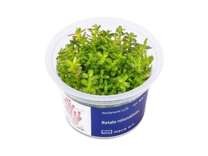 Rotala rotundifolia