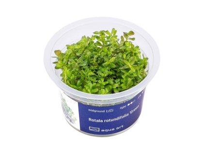 Rotala rotundifolia 'Green'