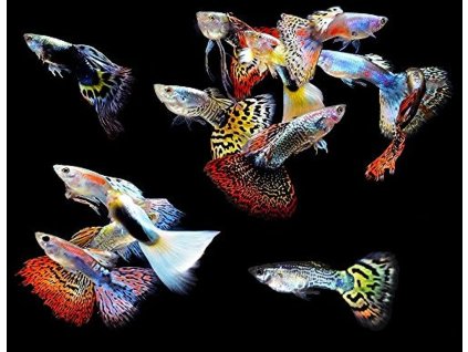 514cO56U2KL. AC UF1000,1000 QL80