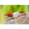 Neocaridina Davidi var. Red Rili