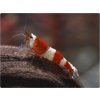 37 0 crystal red bee rote biene caridina cantonensis k4 1