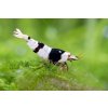 Caridina Cantonensis var. Crystal Black