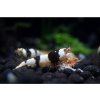 Caridina Cantonensis var. Crystal Black