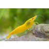 Neocaridina Davidi var. Yellow Sakura