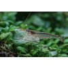 Caridina Japonica - velikost M