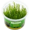 Erect Moss - Vesicularia reticulata - In Vitro (Invital)