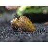 neritina sp. hair snail1