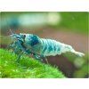 Caridina var. Blue Bolt